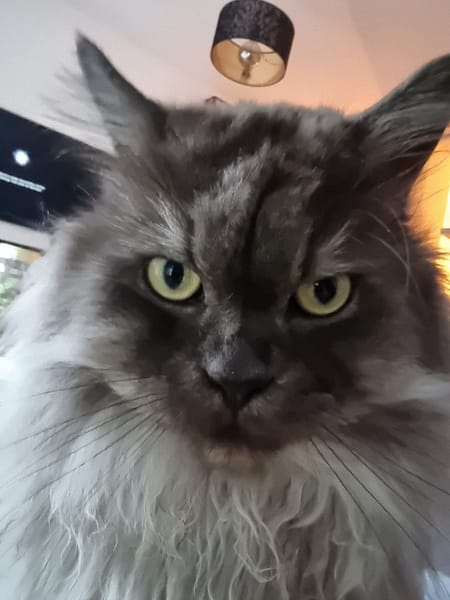 美樂蒂寵物美容用品館