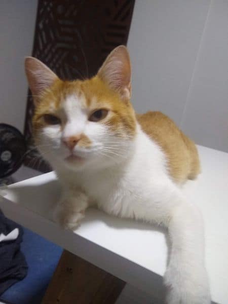 艾狗美寵物專業美容