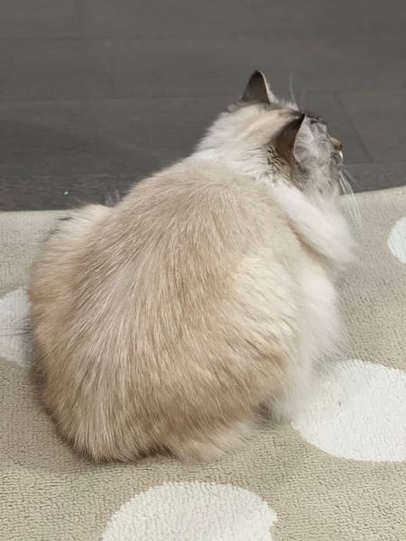 艾莉亞寵物精品美容