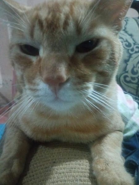 芭芭拉寵物生活館(貓)