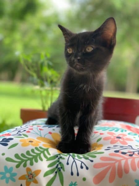 萊恩生活有限公司