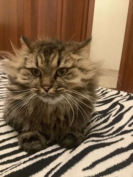 萌喜寵物美學館