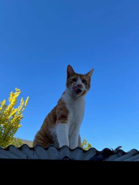 薰衣草寵物沙龍