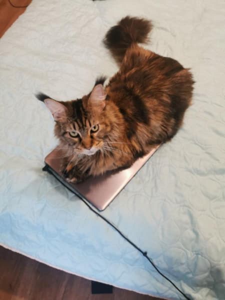 貓咖寵物生活館