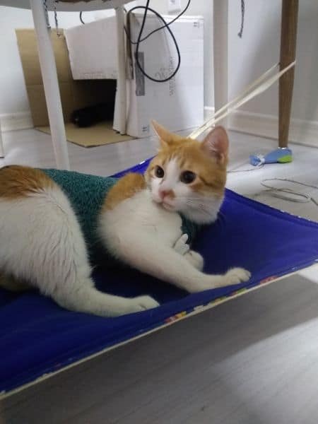 貓悅良犬寵物精品店