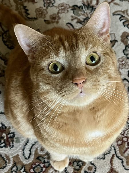 貓羅紀有限公司