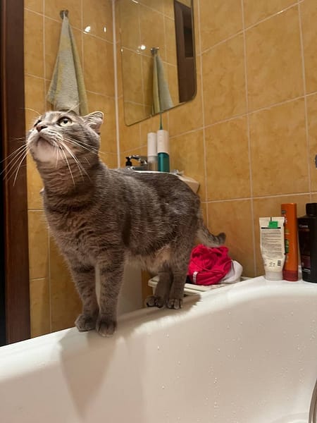 貝克漢寵物生活館