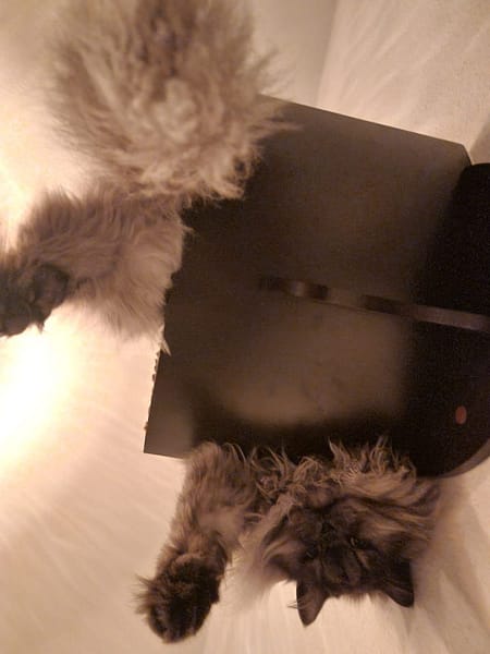 跩貓愛七逃貓屋