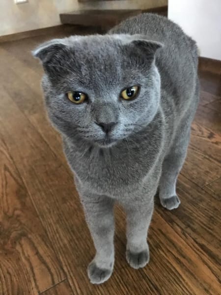 遇見毛孩生活館