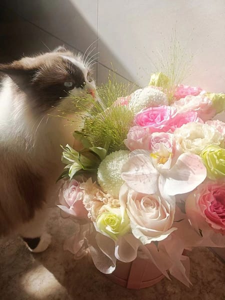 達特歐寵物旅館