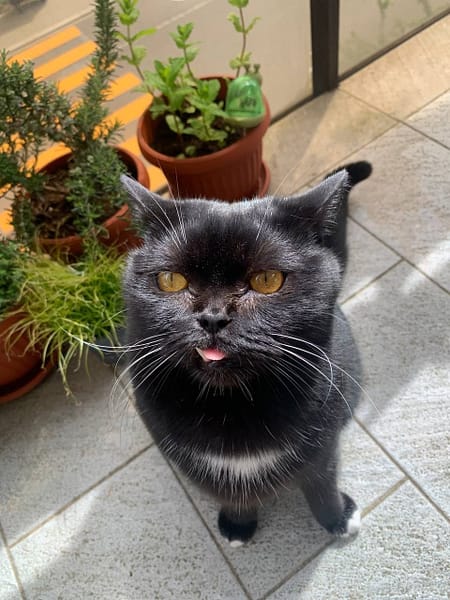 醬棒貓旅工作室