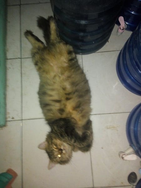 金大牌惡霸犬舍