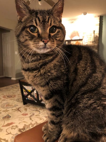 阿帆達寵物生活館