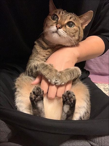 隔壁貓舍