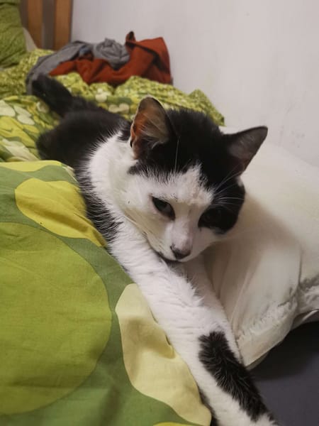 黃金時代寵物美容坊