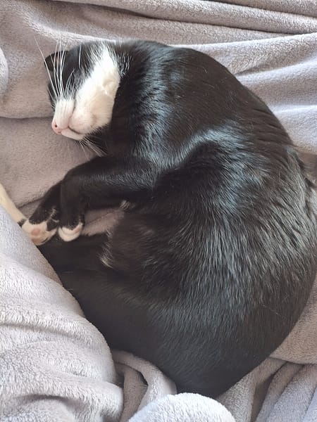 黛比愛犬專業剪藝