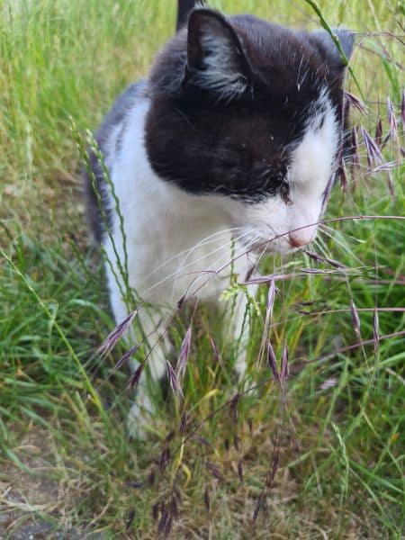 Pets palace寵物精品沙龍旅館