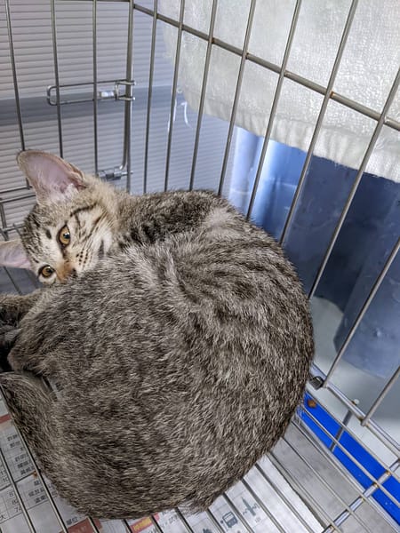 【待認養】混種貓 貓 (女生) - 新北市板橋區公立動物之家