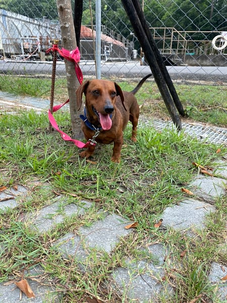 【待認養】臘腸犬 狗 (男生) - 嘉義縣動物保護教育園區