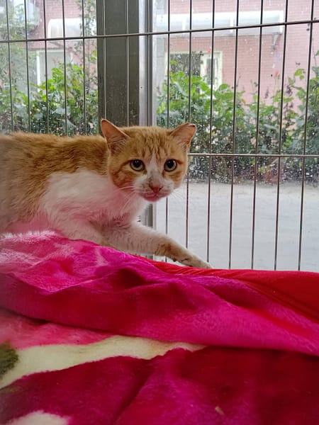 【待認養】混種貓 貓 (男生) - 苗栗縣生態保育教育中心(動物收容所)