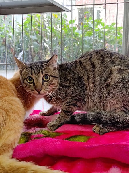 【待認養】混種貓 貓 (男生) - 苗栗縣生態保育教育中心(動物收容所)