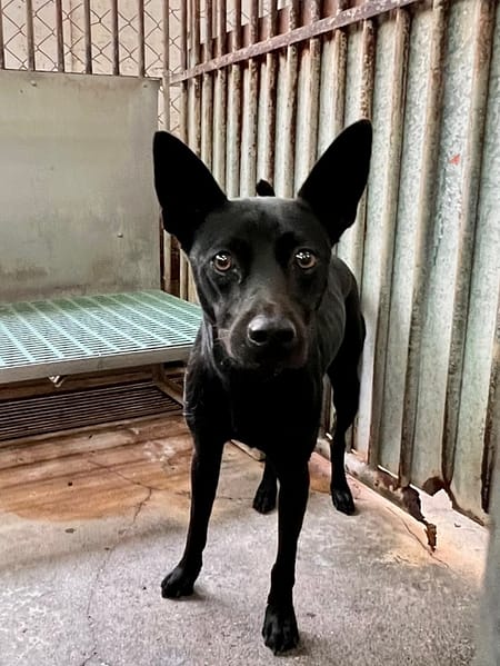 【待認養】混種犬 狗 (男生) - 彰化縣流浪狗中途之家