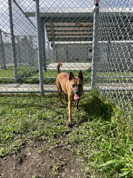 【待認養】混種犬 狗 (女生) - 臺北市動物之家