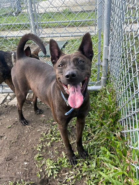 【待認養】混種犬 狗 (女生) - 臺北市動物之家