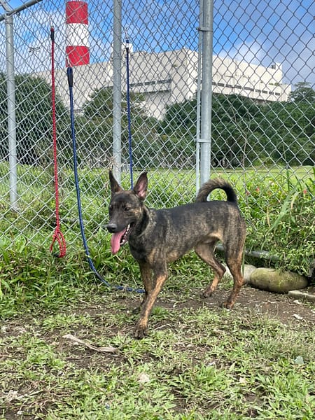 【待認養】混種犬 狗 (男生) - 臺北市動物之家