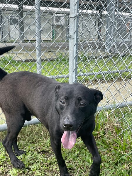 【待認養】混種犬 狗 (男生) - 臺北市動物之家