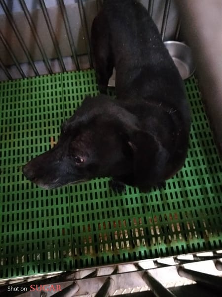 【待認養】混種犬 狗 (男生) - 新北市五股區公立動物之家