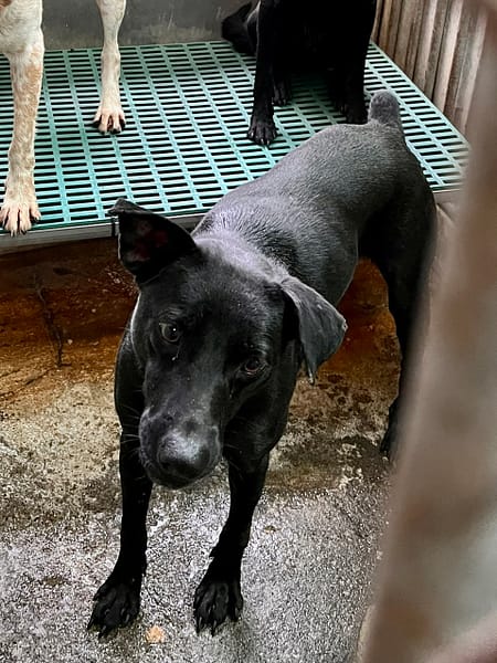 【待認養】混種犬 狗 (男生) - 彰化縣流浪狗中途之家