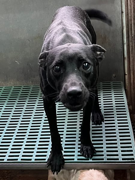 【待認養】混種犬 狗 (男生) - 彰化縣流浪狗中途之家