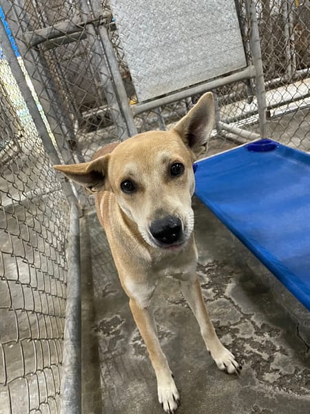 【待認養】混種犬 狗 (女生) - 屏東縣公立犬貓中途之家