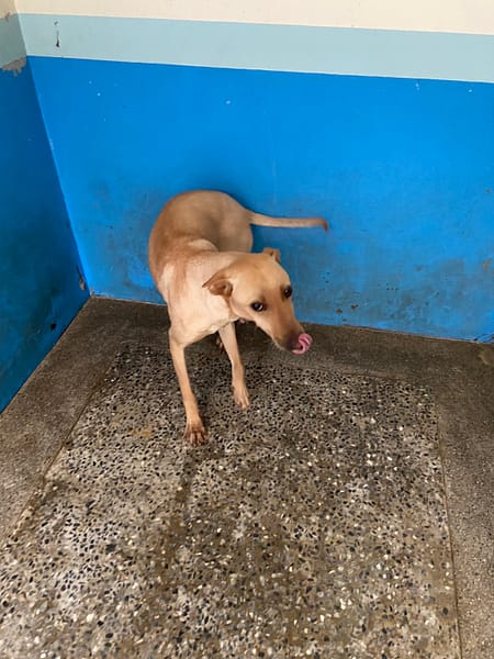 【待認養】混種犬 狗 (女生) - 苗栗縣動物保護教育園區