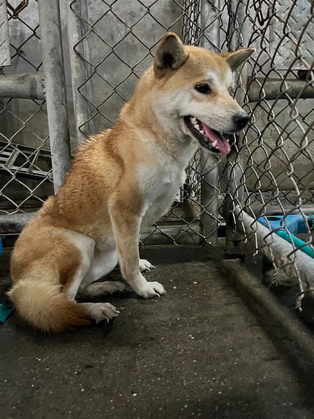 【待認養】柴犬 狗 (女生) - 屏東縣公立犬貓中途之家