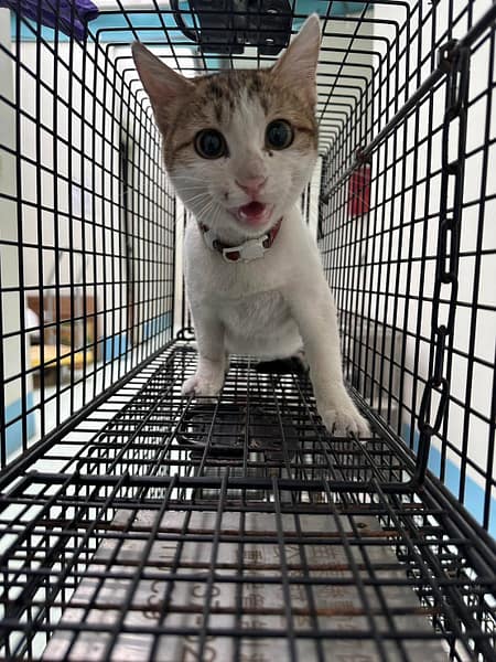 【待認養】混種貓 貓 (女生) - 苗栗縣生態保育教育中心(動物收容所)