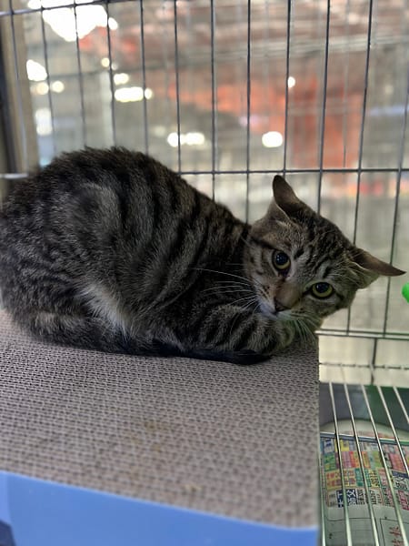 【待認養】混種貓 貓 (女生) - 新北市新店區公立動物之家