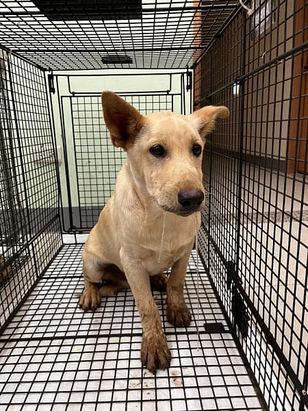 【待認養】混種犬 狗 (男生) - 金門縣動物收容中心