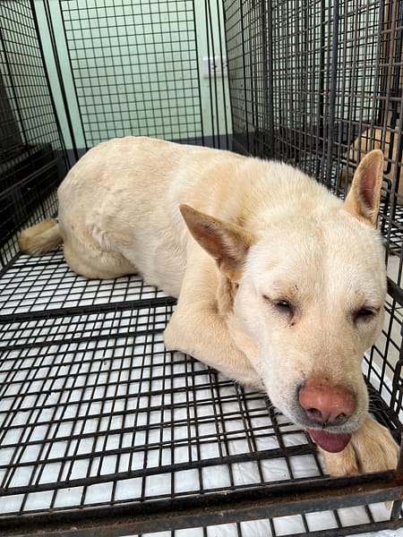 【待認養】混種犬 狗 (男生) - 金門縣動物收容中心