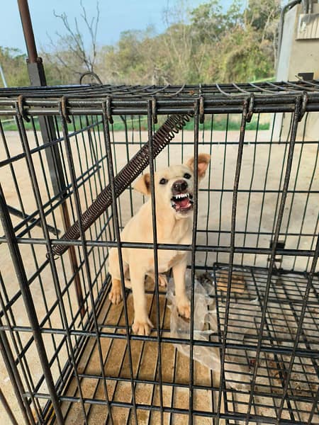 【待認養】混種犬 狗 (女生) - 金門縣動物收容中心