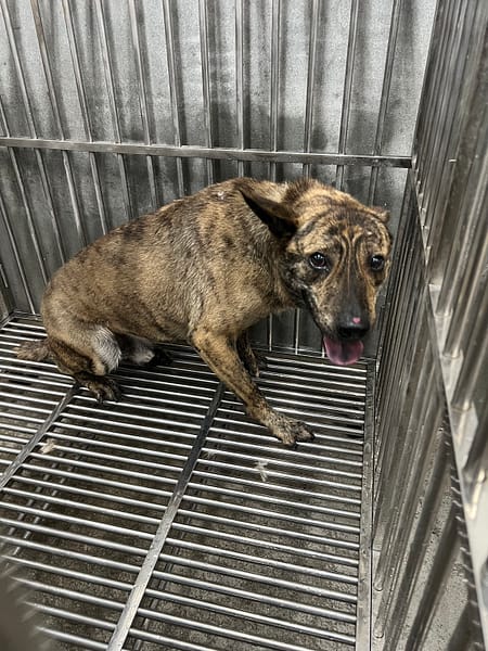 【待認養】混種犬 狗 (男生) - 基隆市寵物銀行