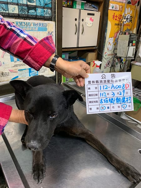【待認養】混種犬 狗 (男生) - 雲林縣流浪動物收容所