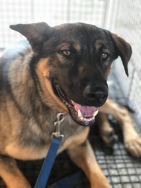 【待認養】混種犬 狗 (男生) - 澎湖縣流浪動物收容中心