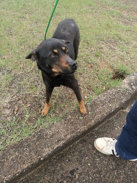 【待認養】混種犬 狗 (女生) - 金門縣動物收容中心