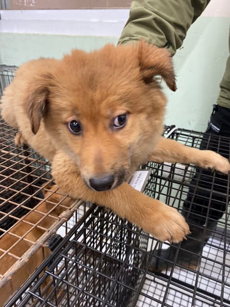 【待認養】混種犬 狗 (女生) - 金門縣動物收容中心