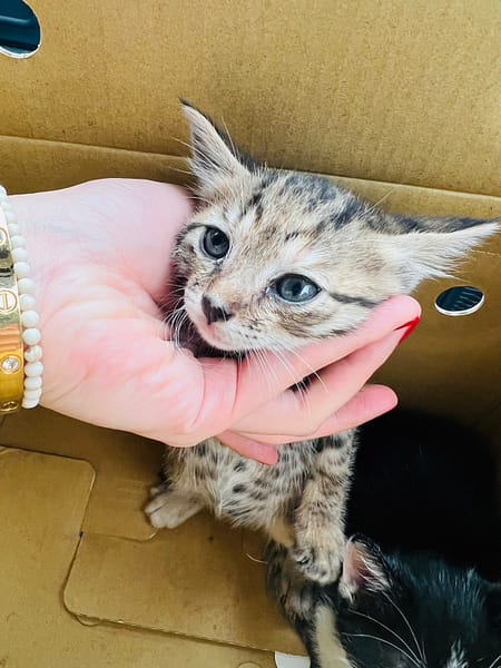 【待認養】混種貓 貓 (未知) - 新北市新店區公立動物之家