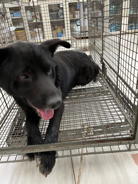 【待認養】混種犬 狗 (男生) - 金門縣動物收容中心