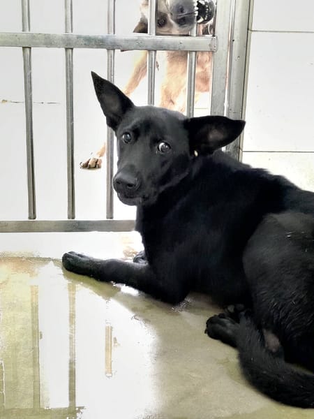 【待認養】混種犬 狗 (女生) - 金門縣動物收容中心