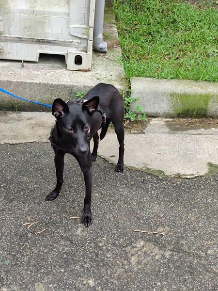 【待認養】混種犬 狗 (女生) - 新北市中和區公立動物之家